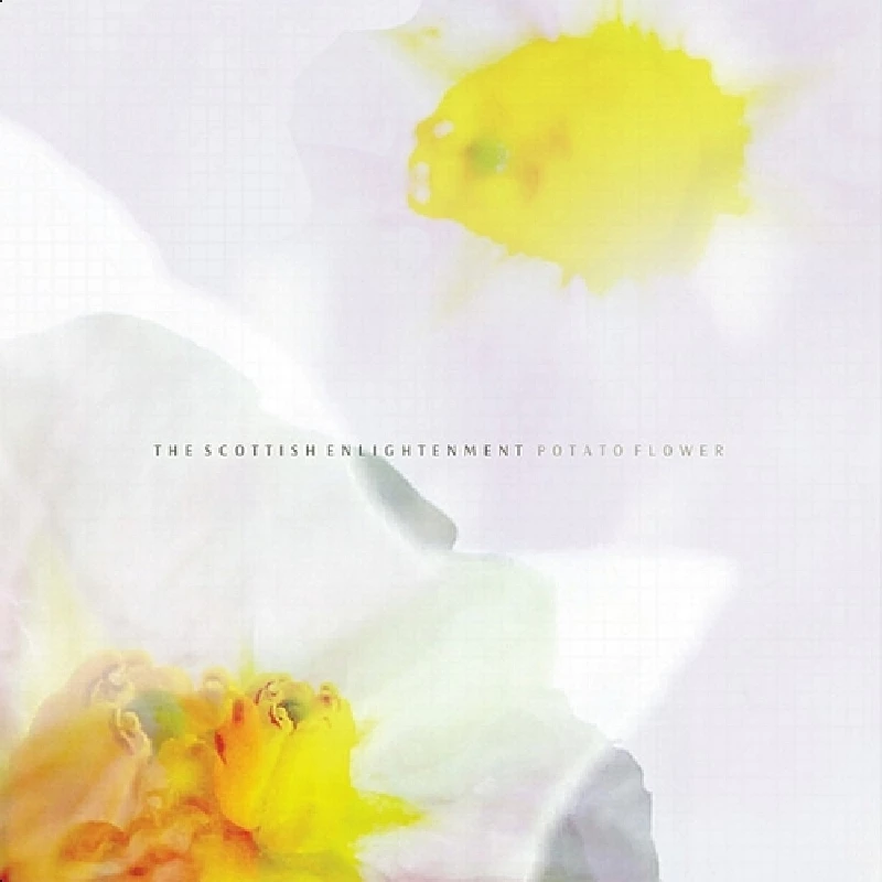 Scottish Enlightenment - Potato Flower